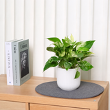 Money Plant (Variegated) in Ceramic Pot (30cm)