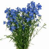 Larkspur (Holland)