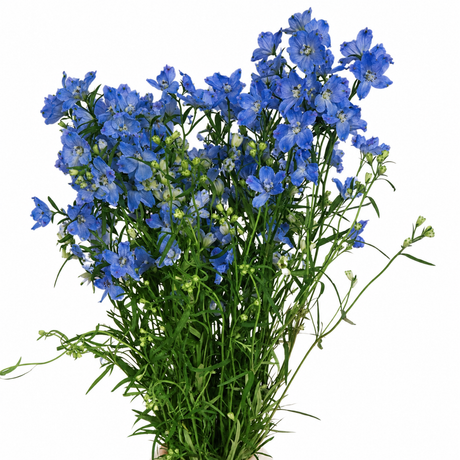 Larkspur (Holland)