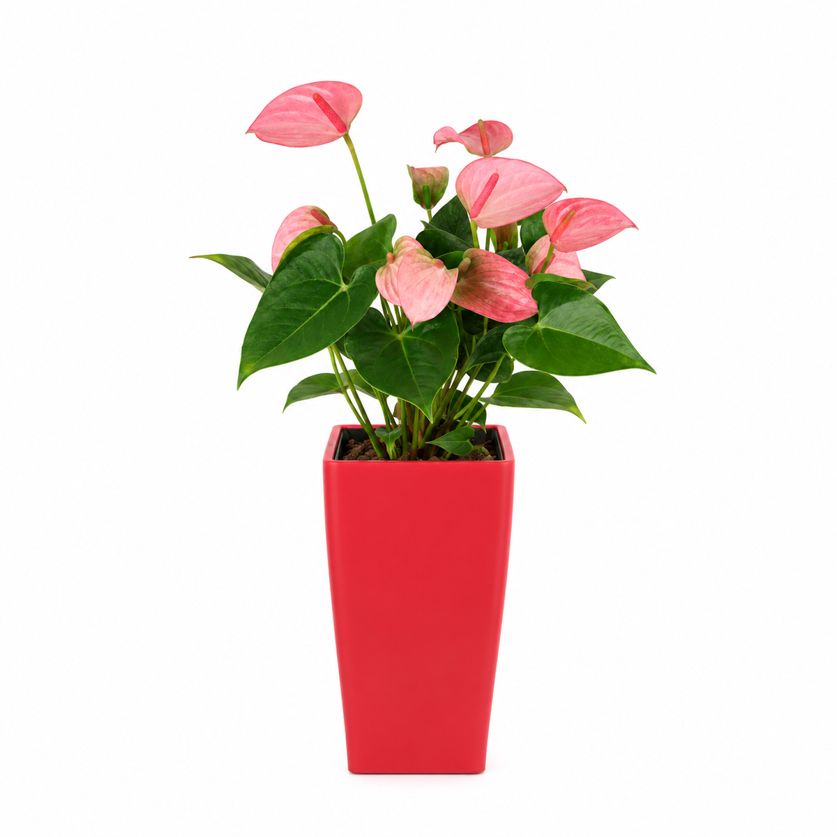 Anthurium in Self-Watering Pot