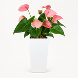 Anthurium in Self-Watering Pot