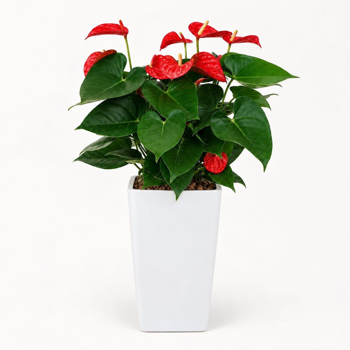 Anthurium (Flamingo Flower) in Self-Watering Pot