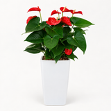 Anthurium (Flamingo Flower) in Self-Watering Pot