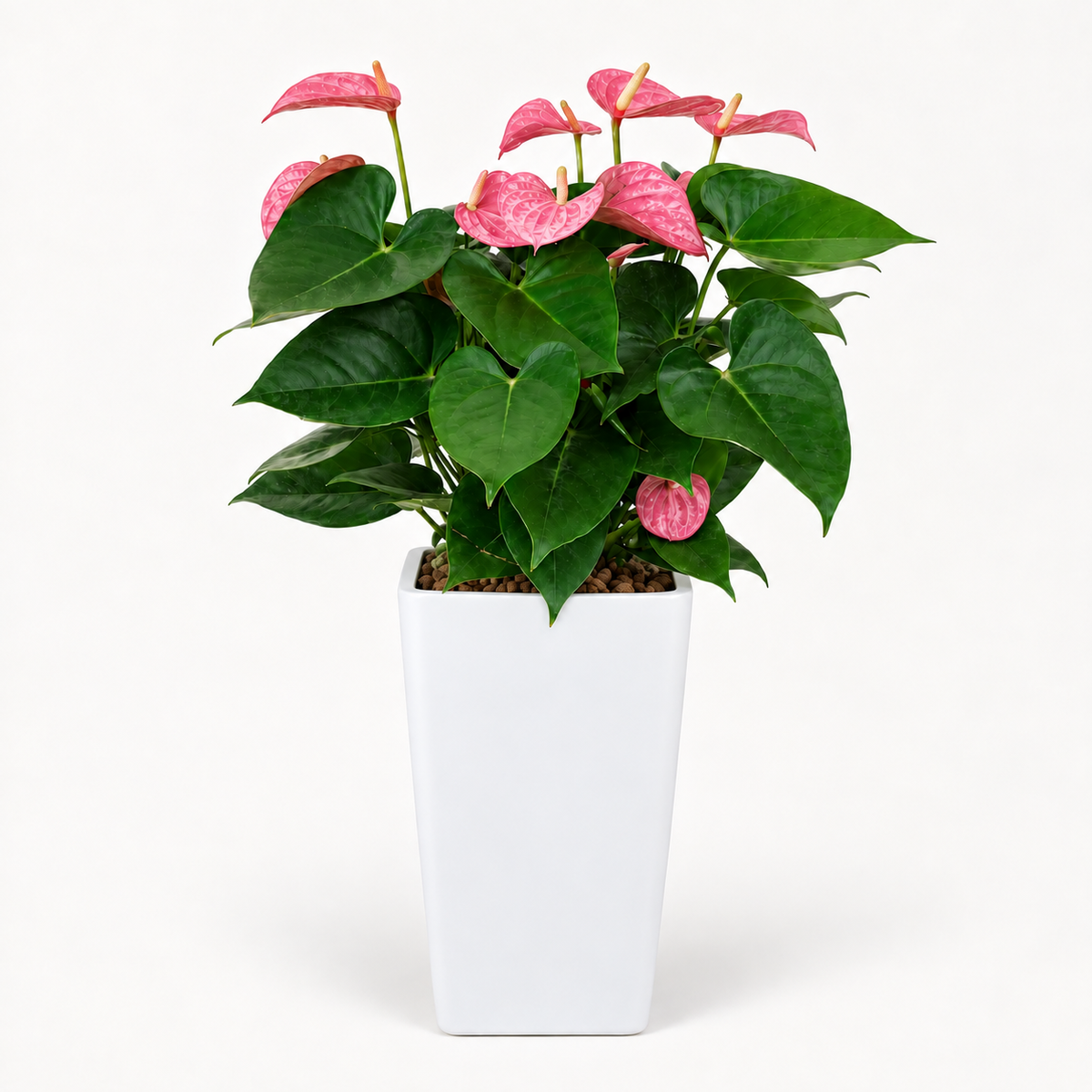 Anthurium (Flamingo Flower) in Self-Watering Pot