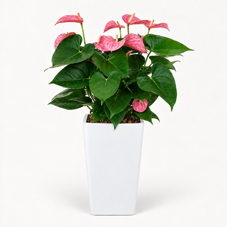 Anthurium (Flamingo Flower) in Self-Watering Pot