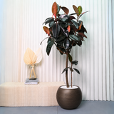 Ficus Elastica (Rubber Plant) in Ceramic Pot