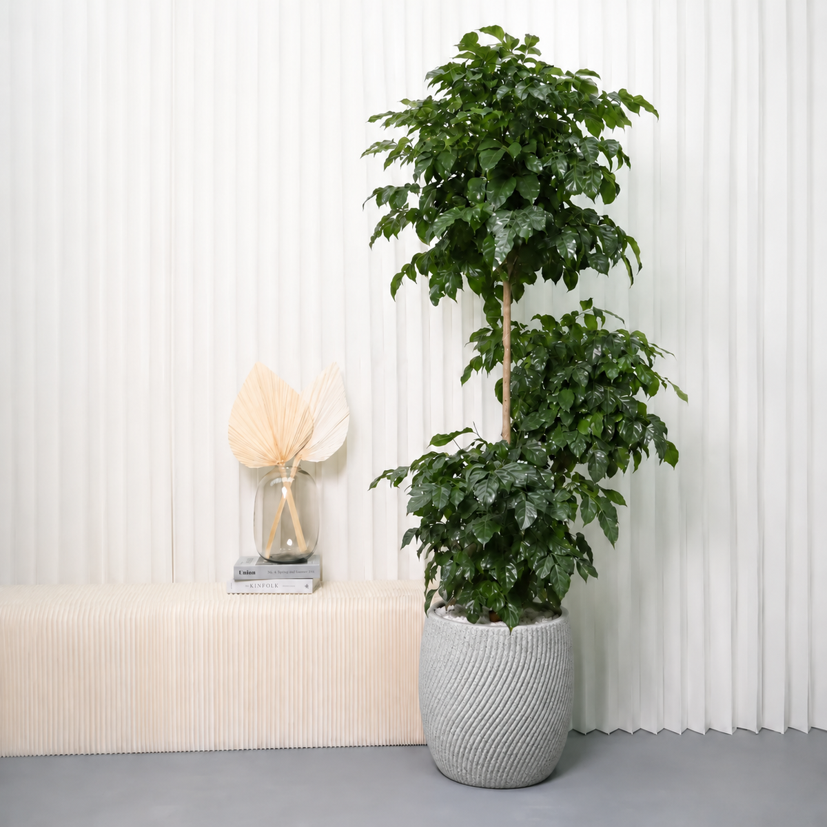 Radermachera 3 Layer (China Doll Plant) in Ceramic Pot (190cm)
