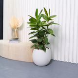 Ficus Elastica ‘Shivereana’ (Moonshine Rubber Plant) in Ceramic Pot