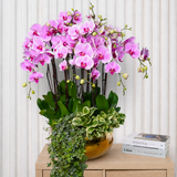Orchid Elegance (12 Single Stem) - Orchid Phalaenopsis