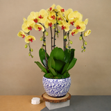 Velvet Garden (3/5 Single Stalk) - Orchid Phalaenopsis