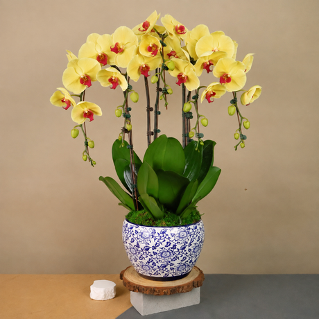 Velvet Garden (3/5 Single Stalk) - Orchid Phalaenopsis