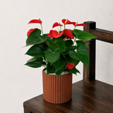 Anthurium Pink (Flamingo Flower) in Ceramic Pot