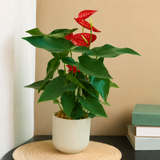 Anthurium Pink (Flamingo Flower) in Ceramic Pot