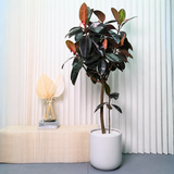 Ficus Elastica (Rubber Plant) in Ceramic Pot (1.4m)