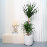 Dracaena Draco (Dragon Tree) in Ceramic Pot (1.7m)