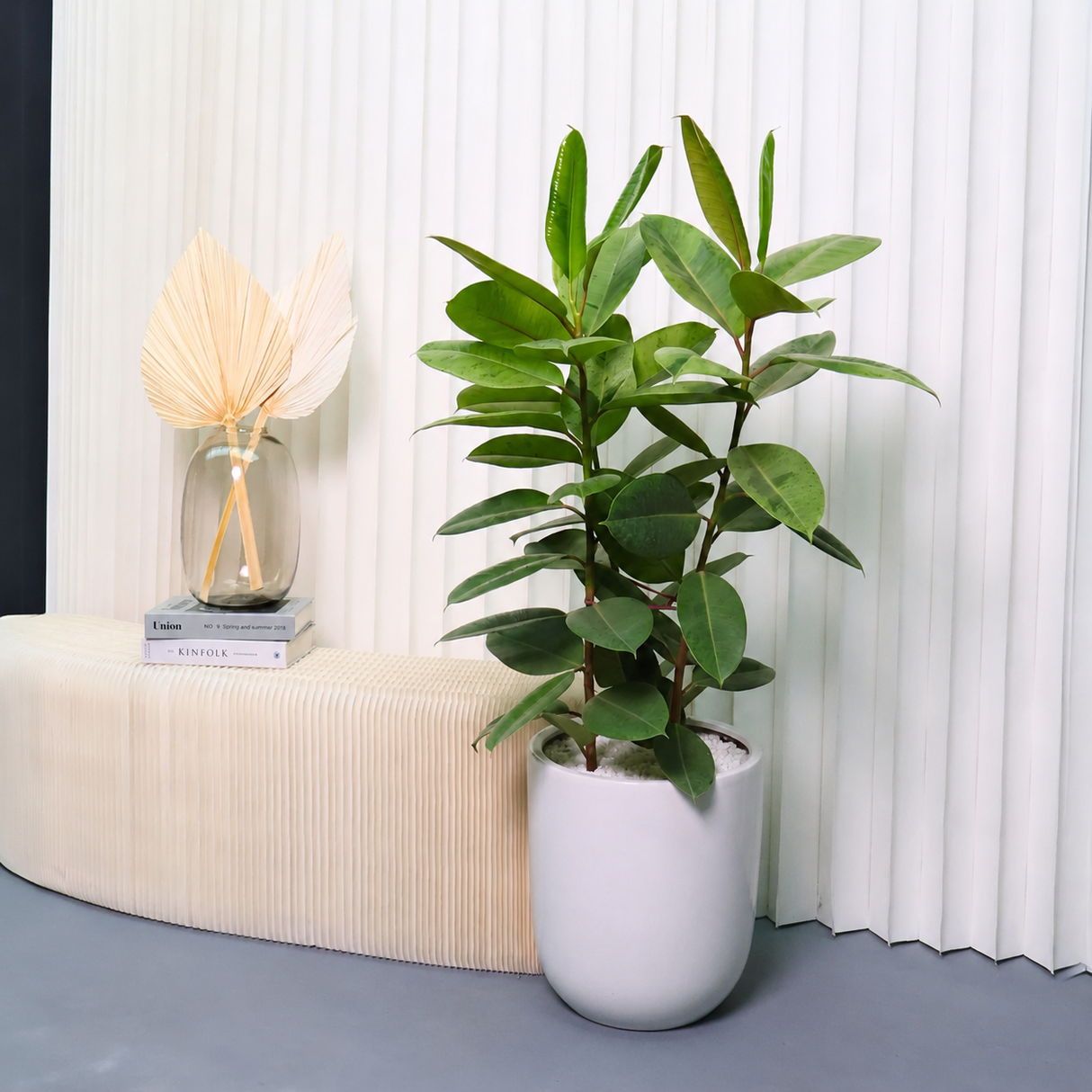 Ficus Elastica Shivereana in Ceramic Pot (1.1m)