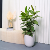 Ficus Elastica Shivereana in Ceramic Pot (1.1m)
