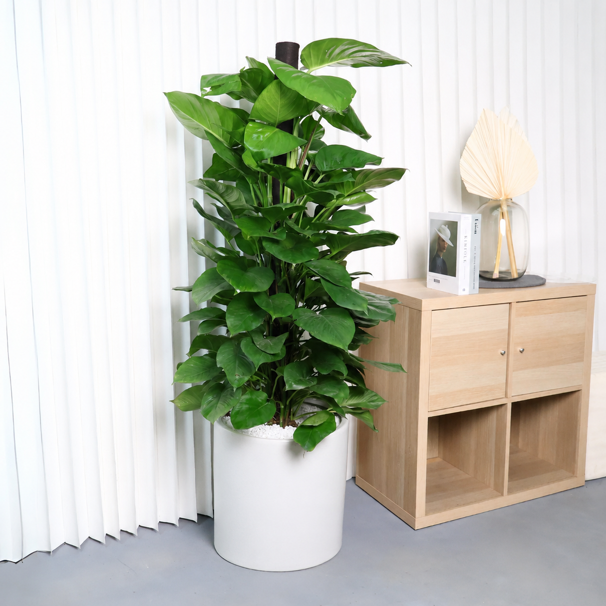 Money Plant (Green Pothos) in Ceramic Pot