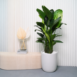 Bird of Paradise Plant in Ceramic Pot (1.55m)