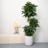 Radermachera 3 Layer in Ceramic Pot (1.9m)