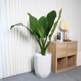 Dieffenbachia Big Ben in Ceramic Pot