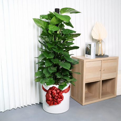 Money Plant (Green Pothos) in Ceramic Pot