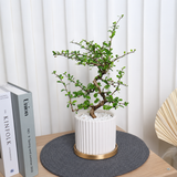 Malpighia Coccigera (Singapore Holly) in Ceramic Pot
