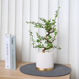 Malpighia Coccigera (Singapore Holly) in Ceramic Pot
