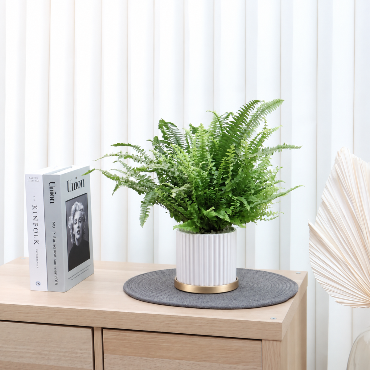 Boston Fern in Ceramic Pot