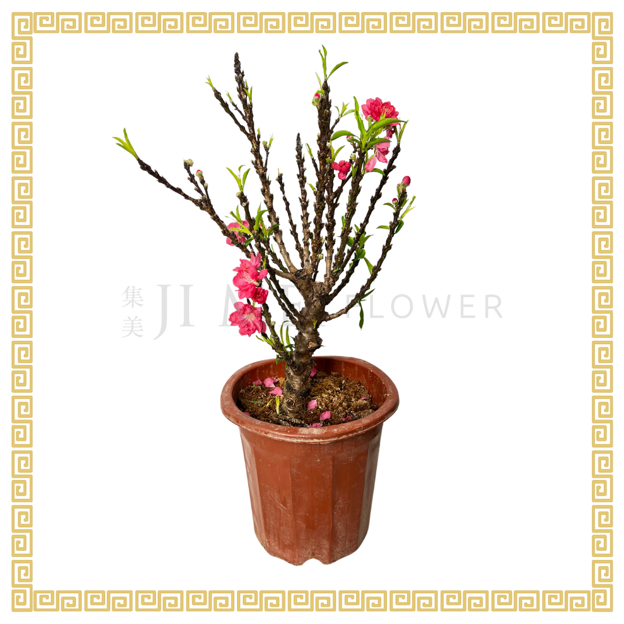 Peach Blossom Plant 23cm Pot