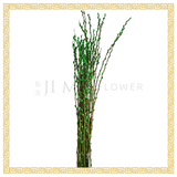 Pussy Willow Color 1.2m (银柳)