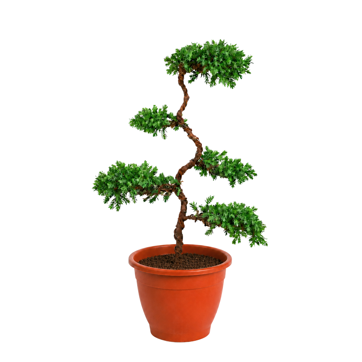 Chinese Juniper (Pine Bonsai)