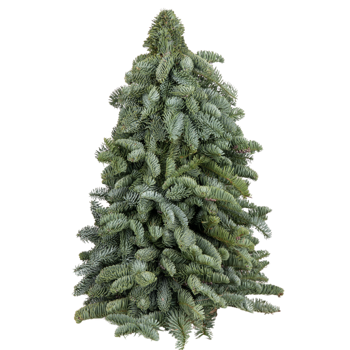 Mini Christmas Tree 60cm (Holland)