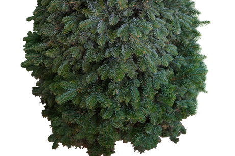 Noble Fir Christmas Tree 6-7FT (USA No.1 Grade)