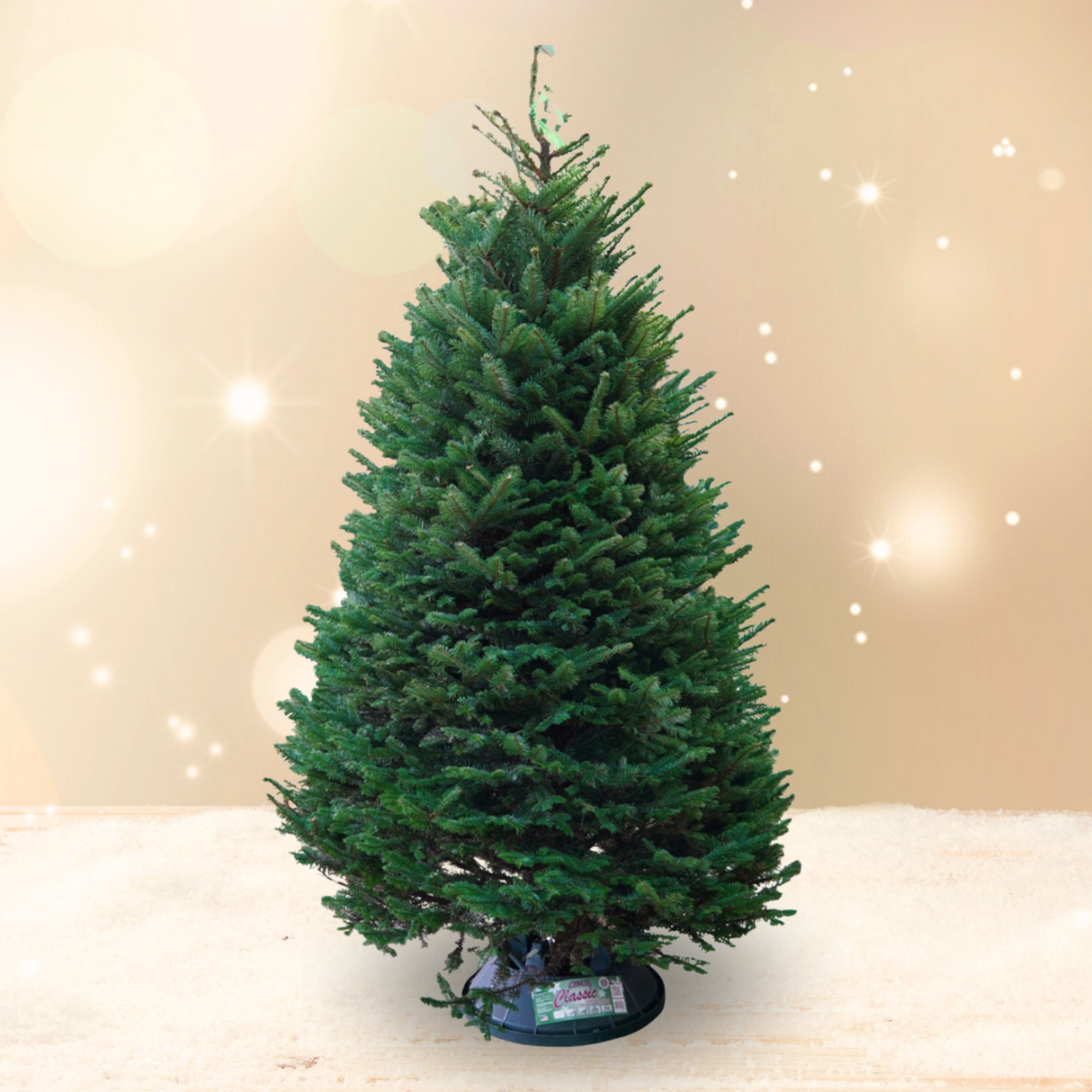 Noble Fir Christmas Tree 10-11FT (USA No.1 Grade)