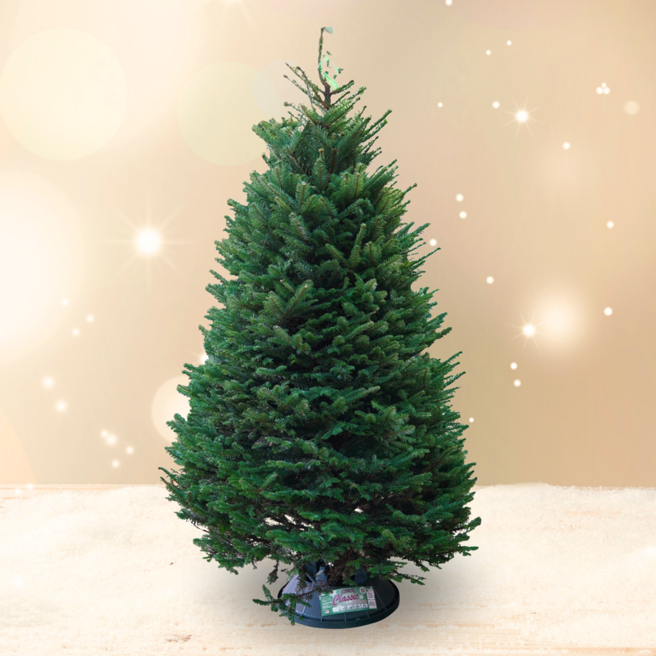 Christmas Trees: Fresh & Real, Large, Small & Mini | JM Flower