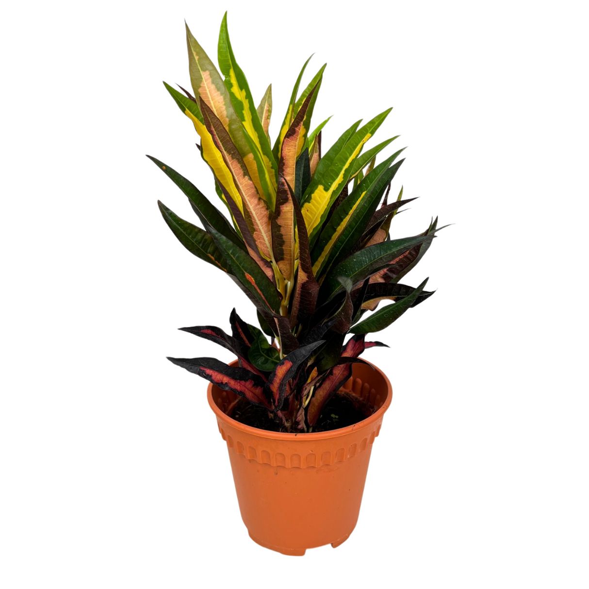 Codiaeum Mini Variegated Plant