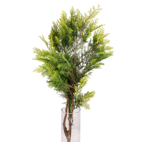 Conifer Leaf (Taiwan)