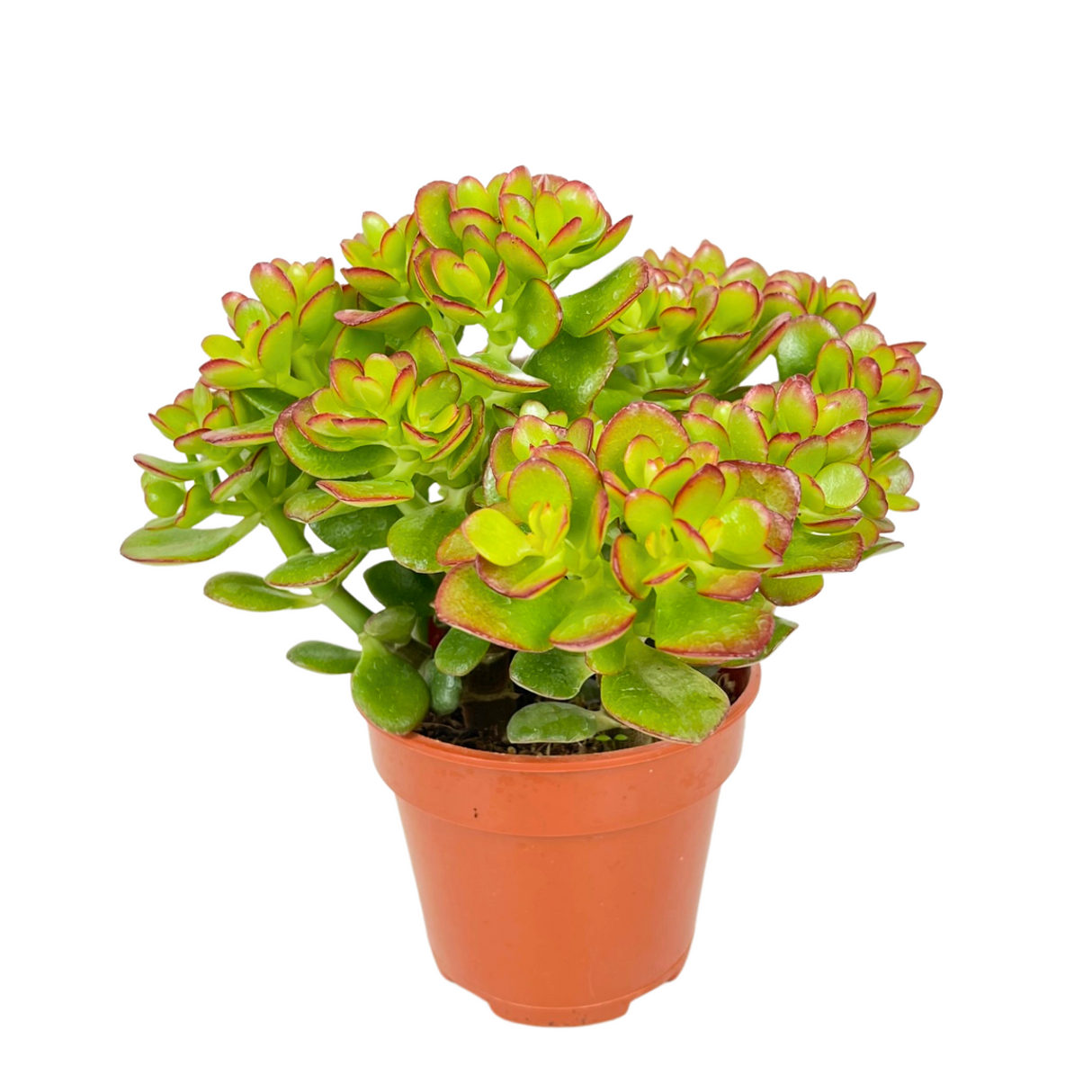 Crassula Plant 15cm Pot