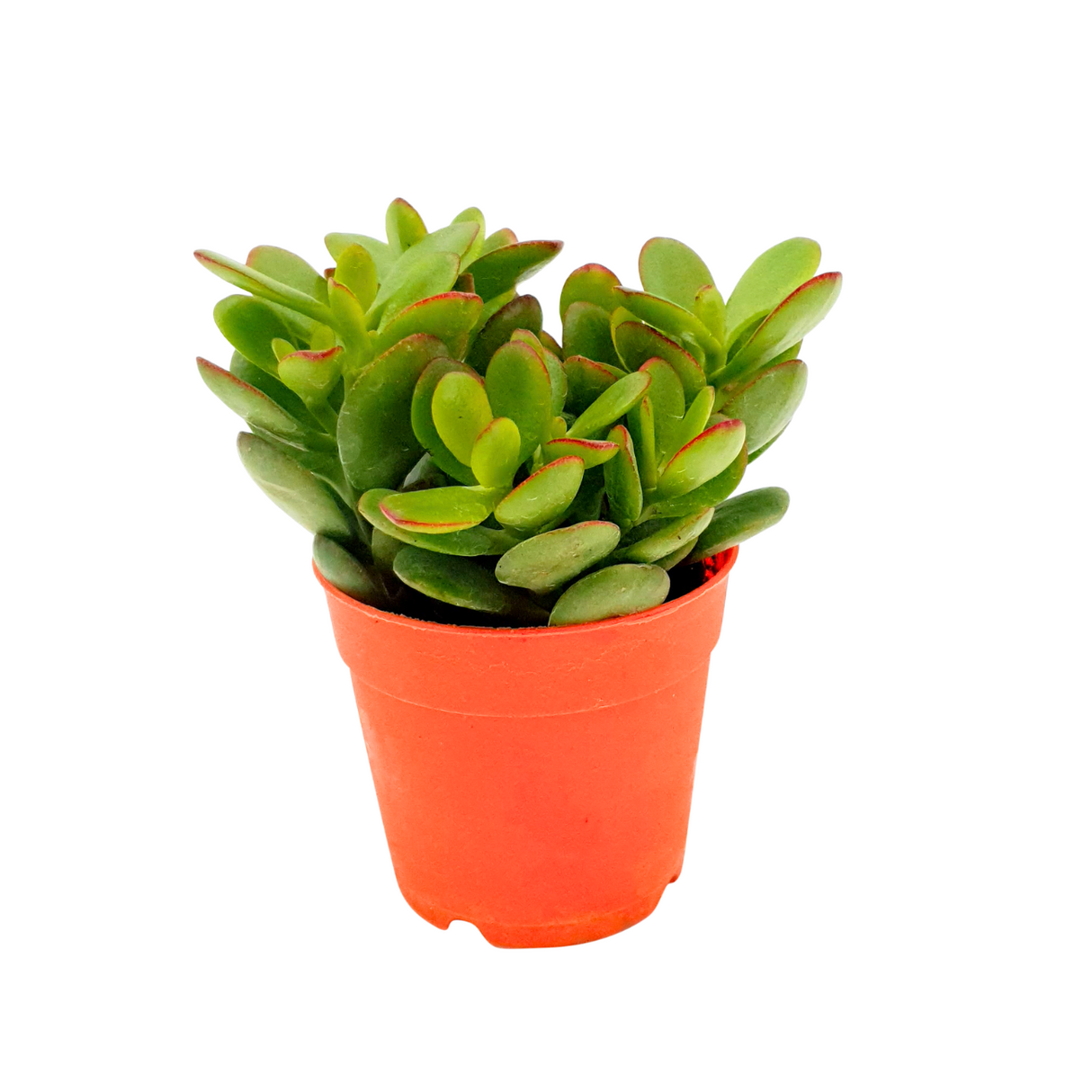 Crassula Mini Plant 8.5cm Pot