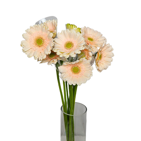 Gerbera (Malaysia)