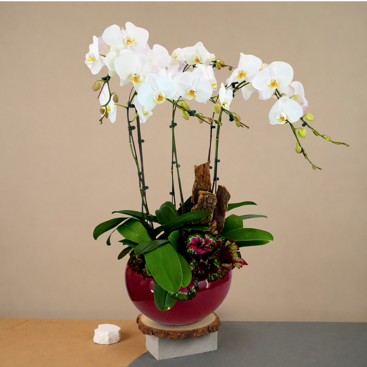 Crystal Orchid (6 Single Stem) - Orchid Phalaenopsis