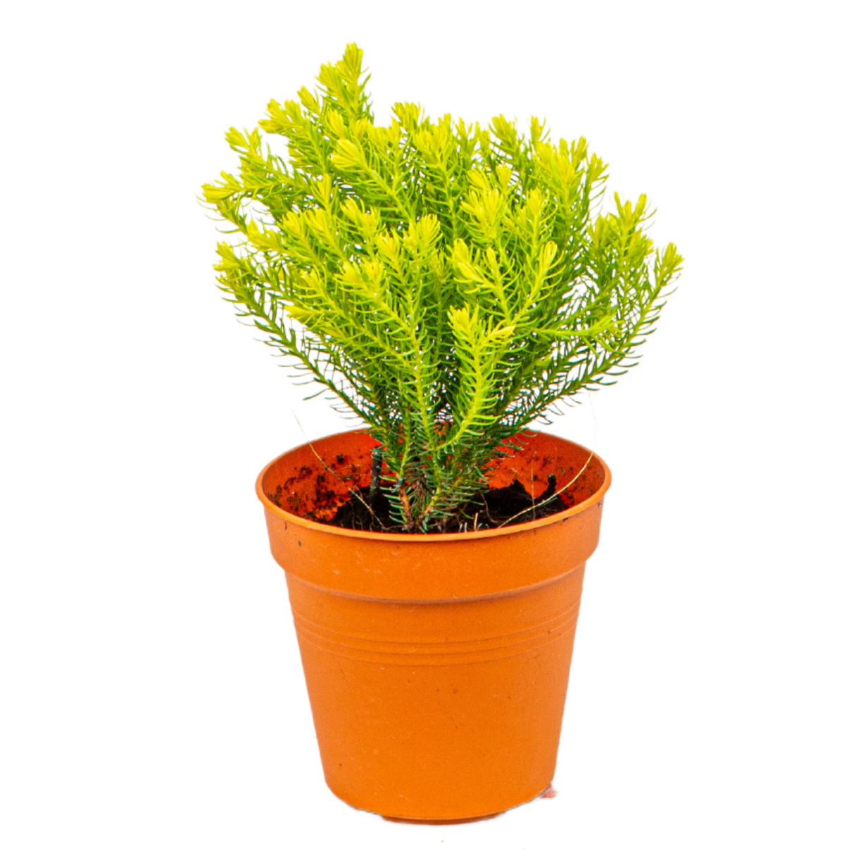 Cupressus Round Pine Mini Yellow