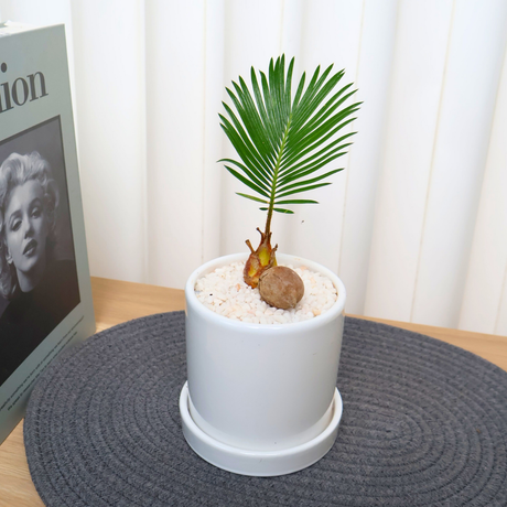 Cycas revoluta (Sago Palm) in Ceramic Pot
