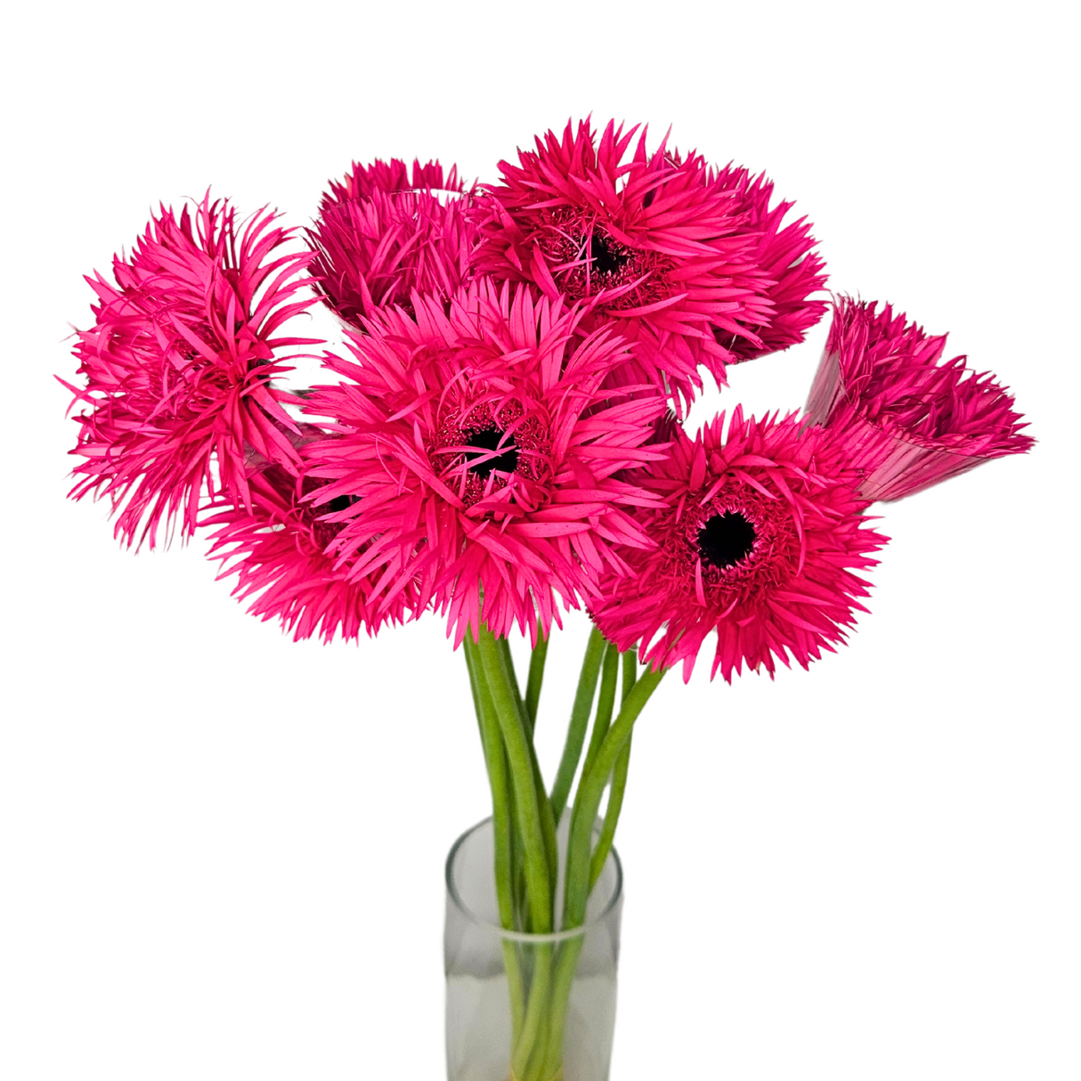 Gerbera (Malaysia)