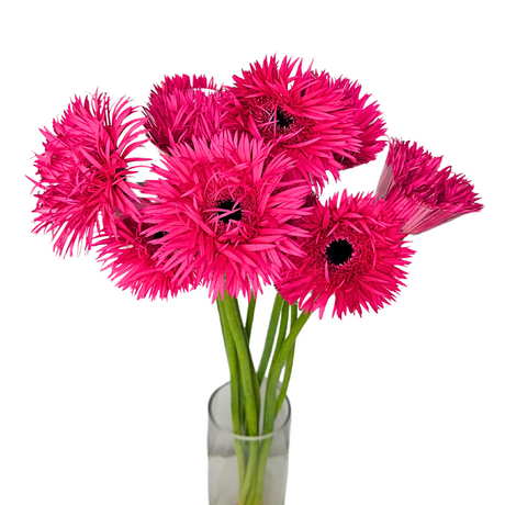Gerbera - Spider (Malaysia)
