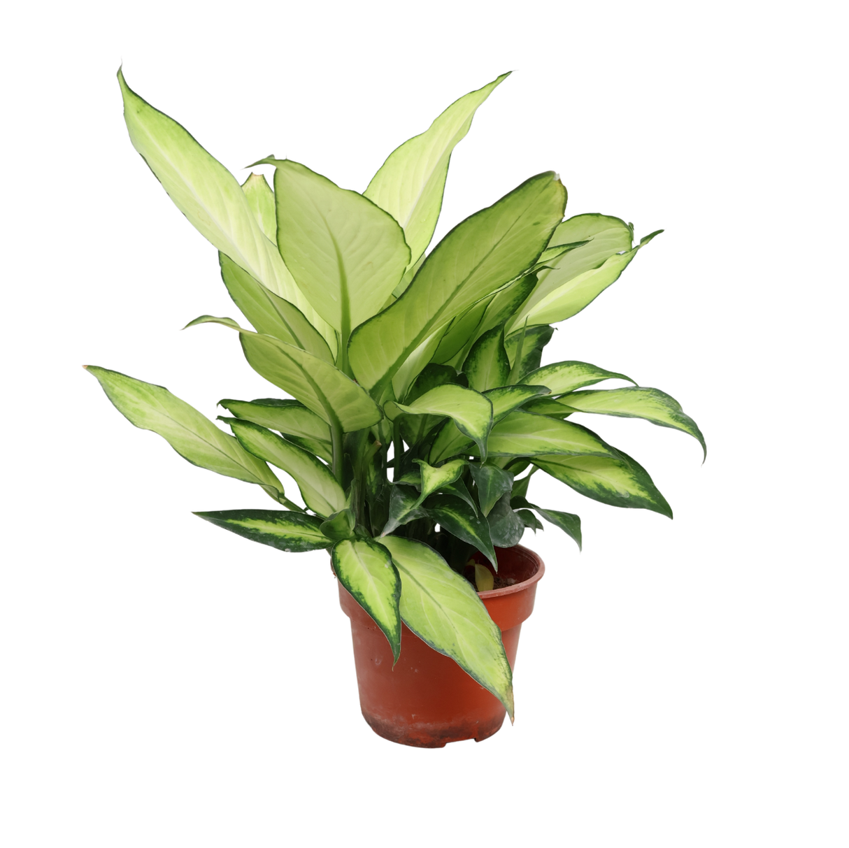 Dieffenbachia Seguine