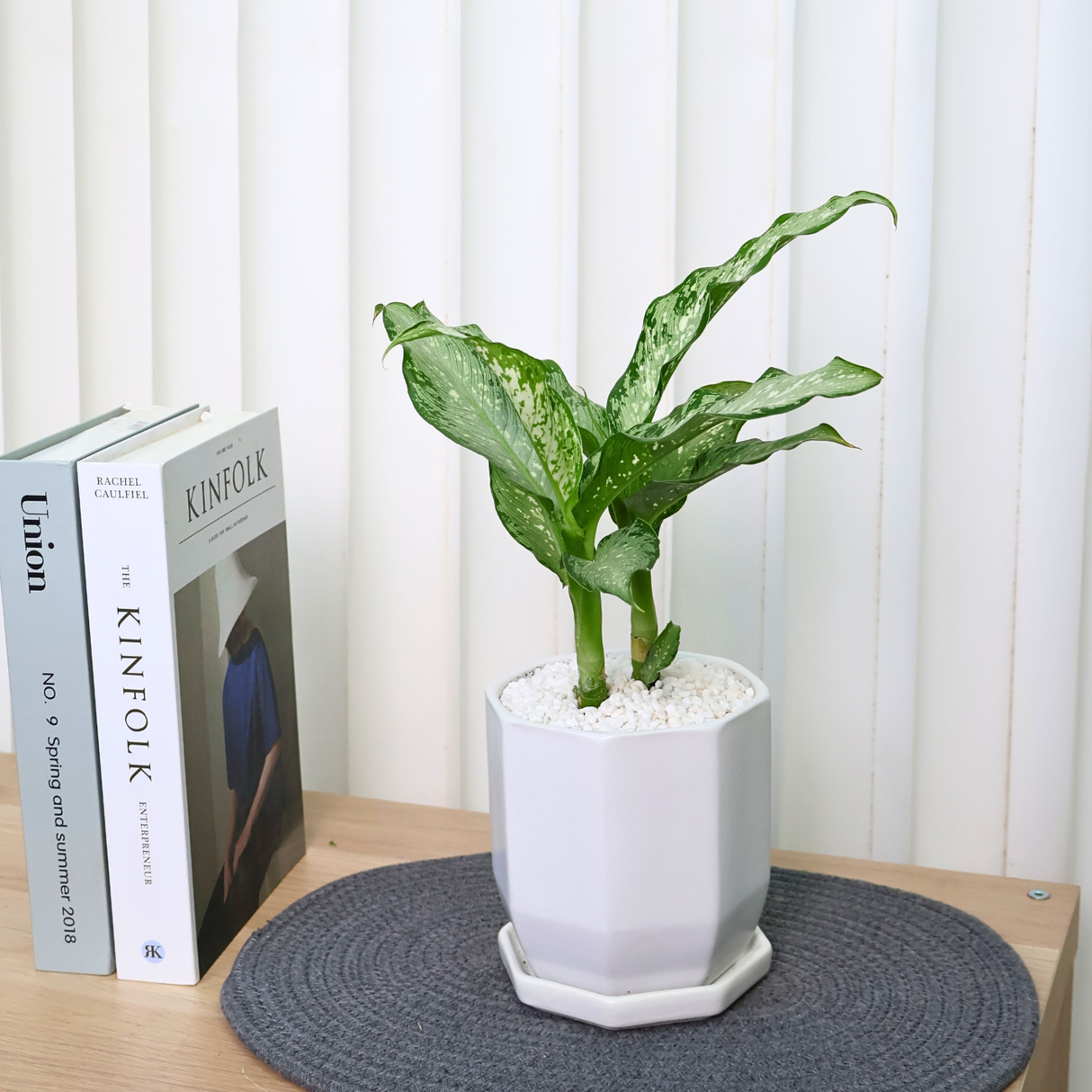 Dieffenbachia Americano (Dumbcane) in Ceramic Pot