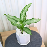 Dieffenbachia Americano (Dumbcane) in Ceramic Pot