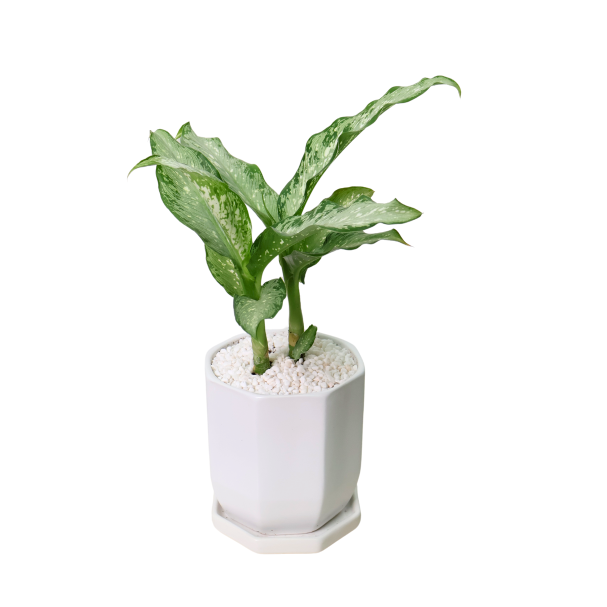 Dieffenbachia Americano (Dumbcane) in Ceramic Pot